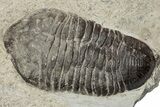 Plate Of Large Parahomalonotus Trilobites - Foum Zguid, Morocco #171025-6